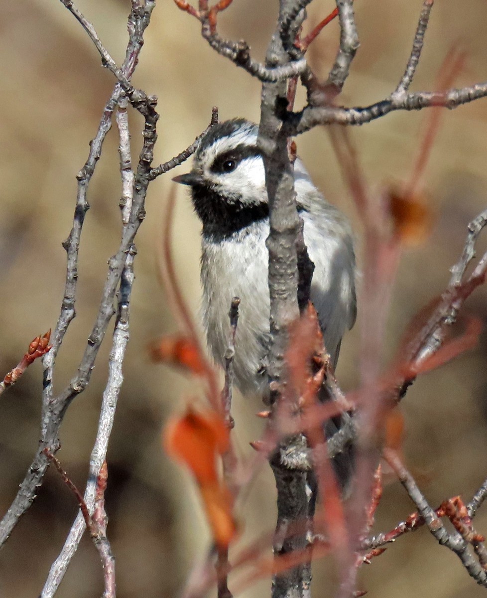 Mountain Chickadee - JoAnn Potter Riggle 🦤