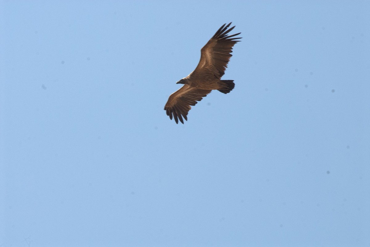 White-backed Vulture - ML212743251