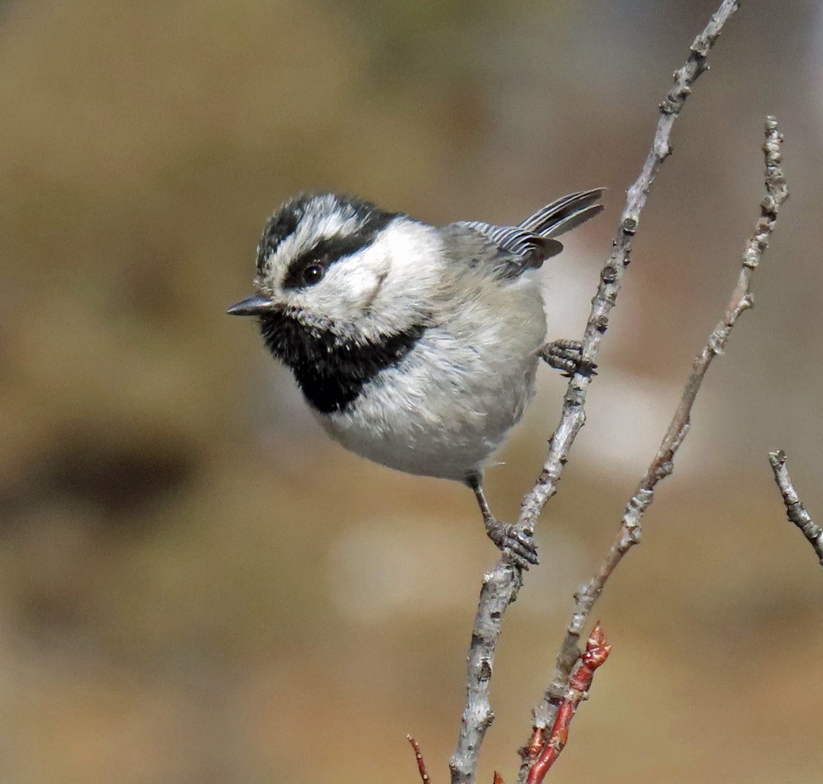 Mountain Chickadee - JoAnn Potter Riggle 🦤