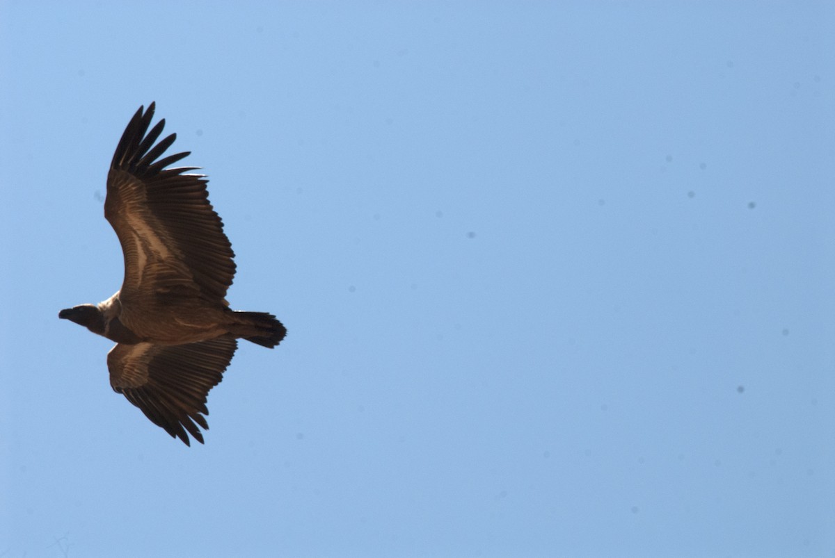 White-backed Vulture - ML212743341