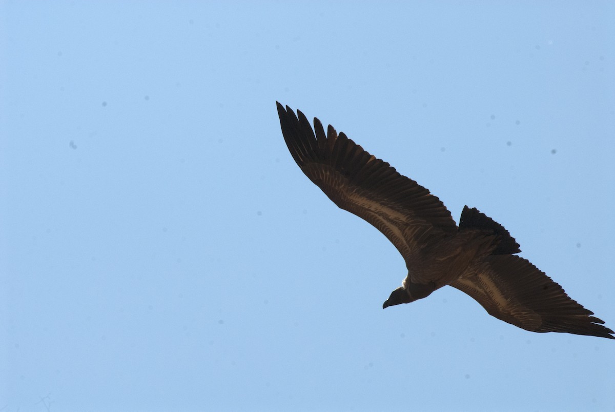 White-backed Vulture - ML212743391