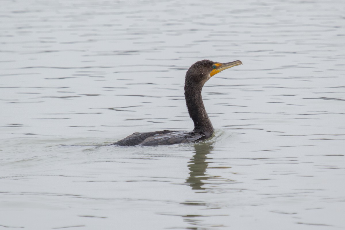 Double-crested Cormorant - ML21274451