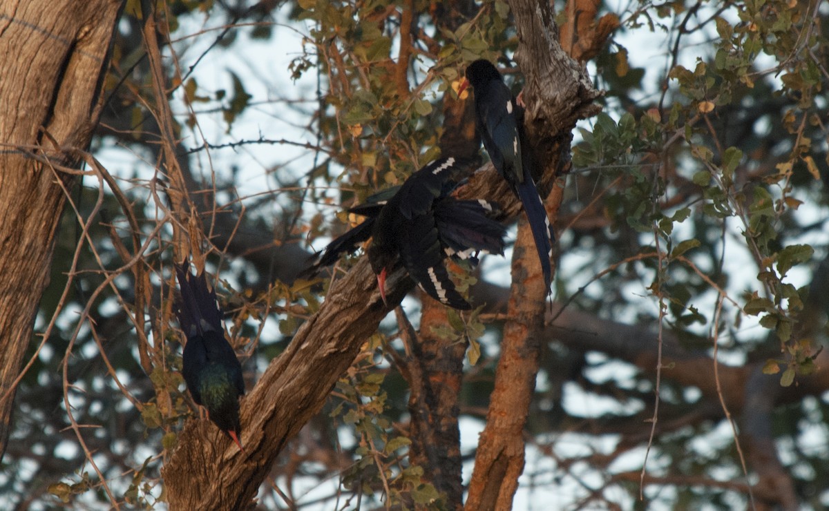 Green Woodhoopoe - ML212745211