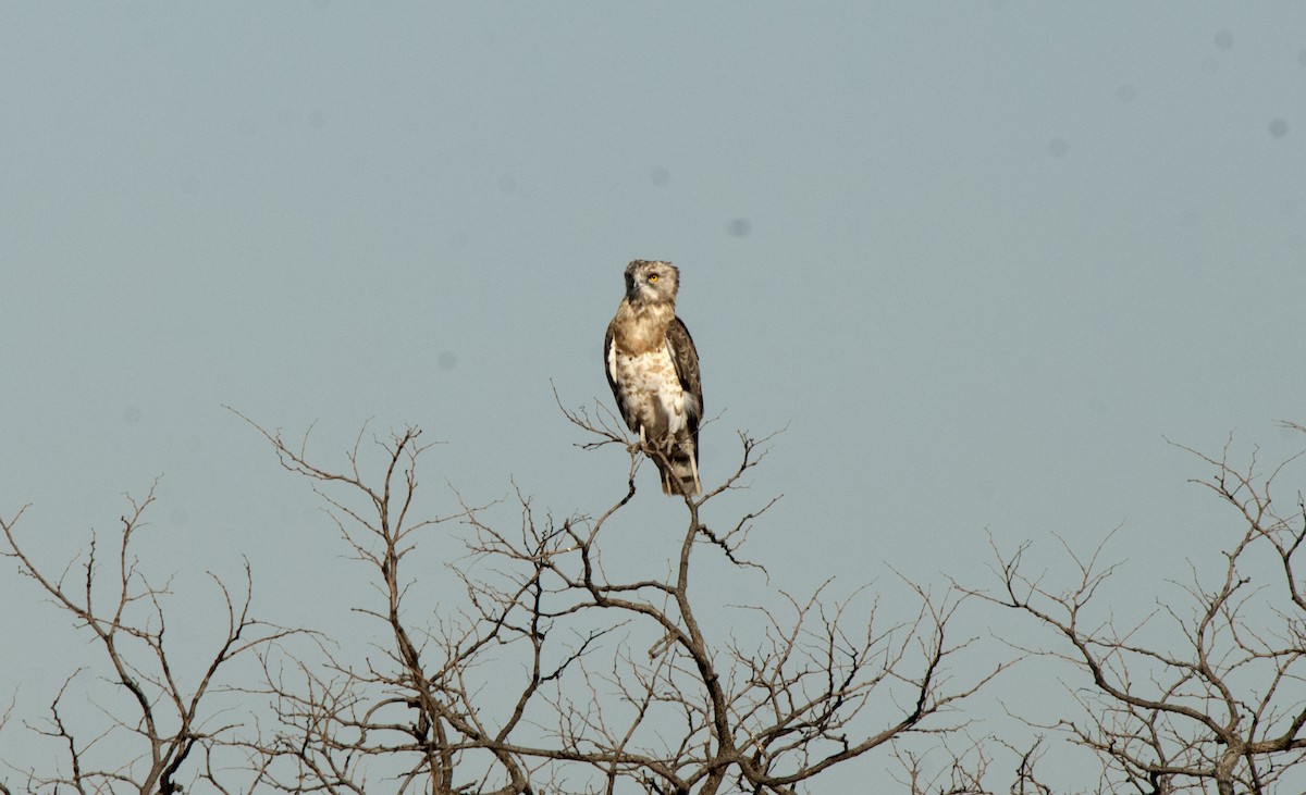 Black-chested Snake-Eagle - ML212745581