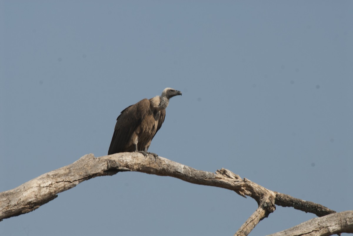 White-backed Vulture - ML212746361