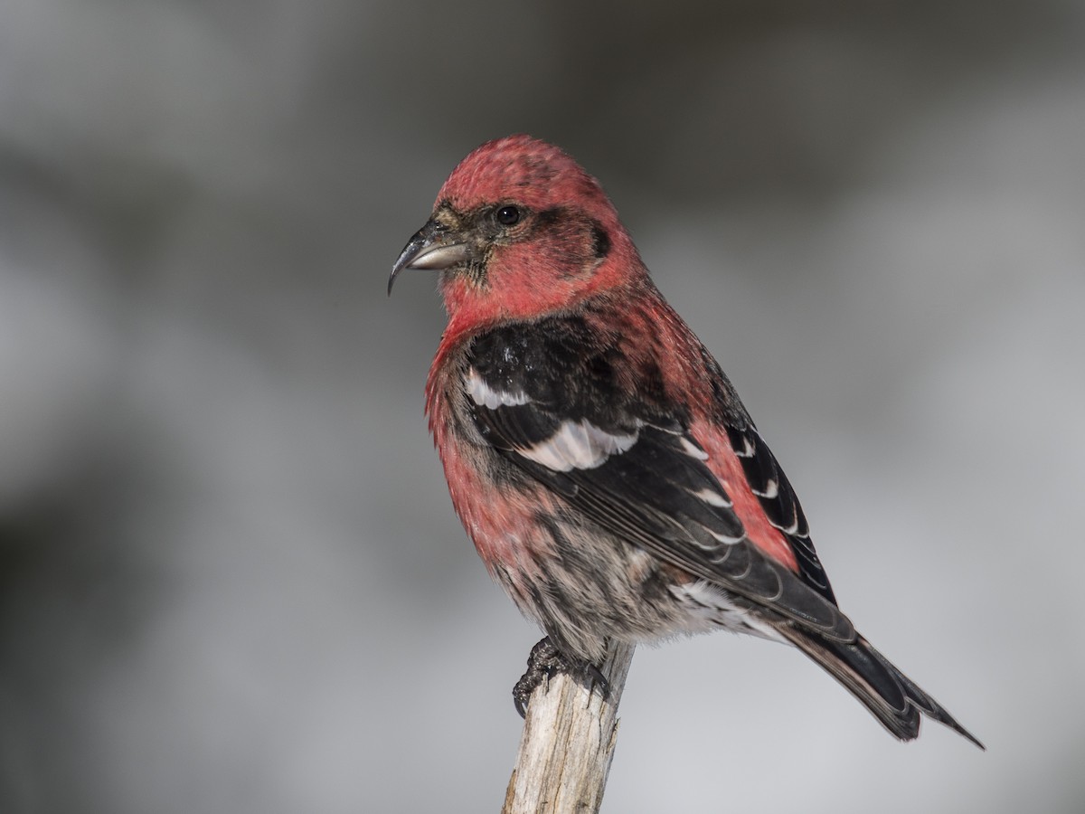 bjelokrili krstokljun - eBird