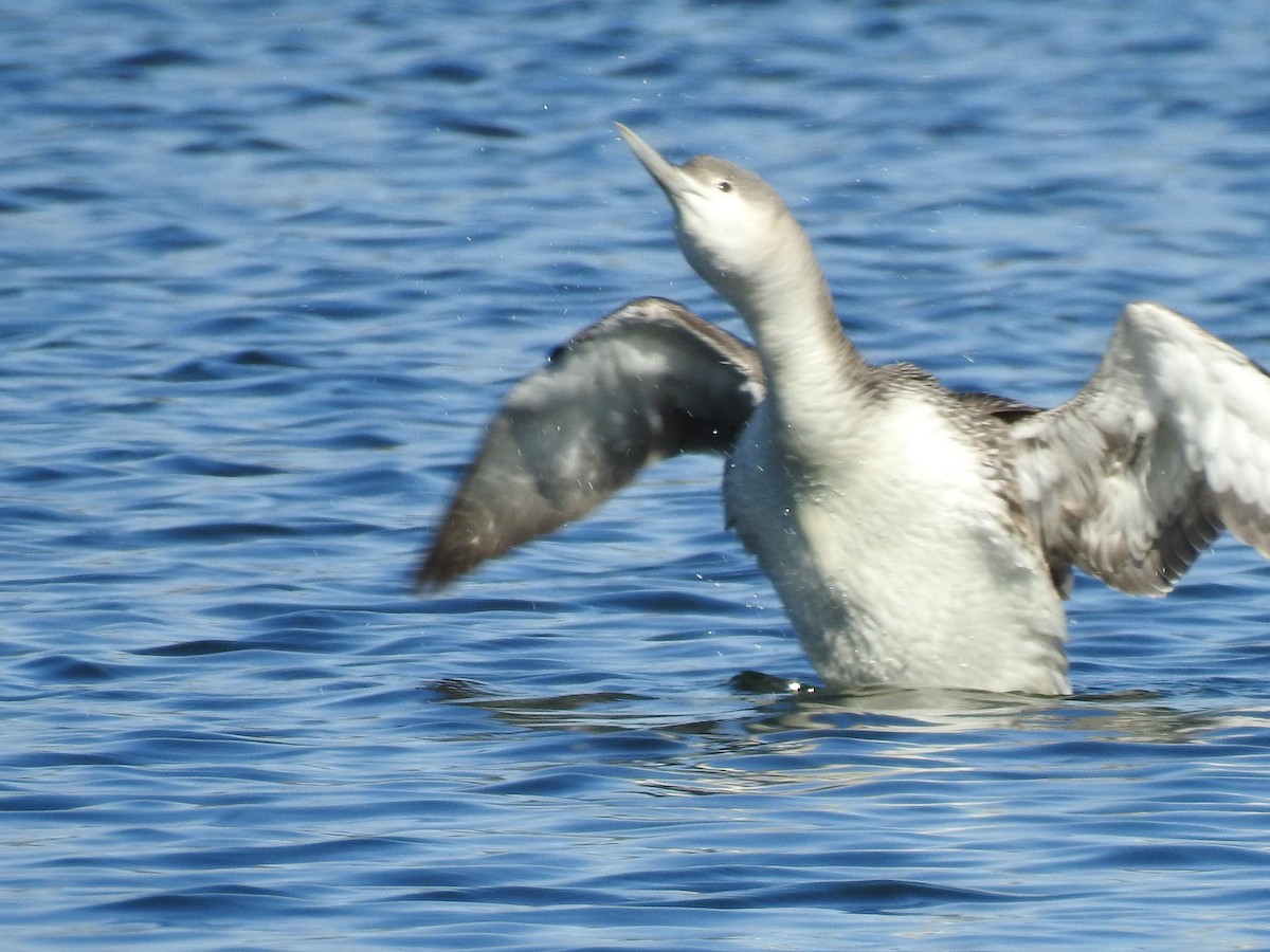 Red-throated Loon - Sandi Jacques