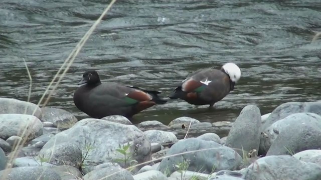 Paradise Shelduck - ML212748381