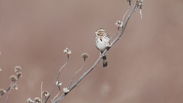 Song Sparrow - ML212749251