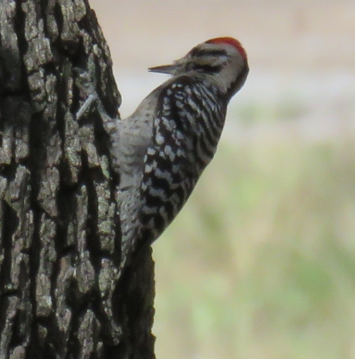 Ladder-backed Woodpecker - ML212749701