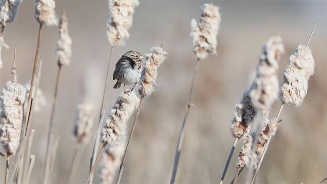 Song Sparrow - ML212750471