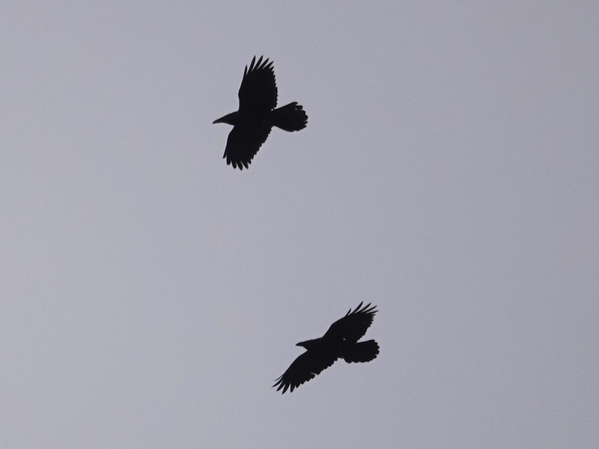 Common Raven - ML212751151