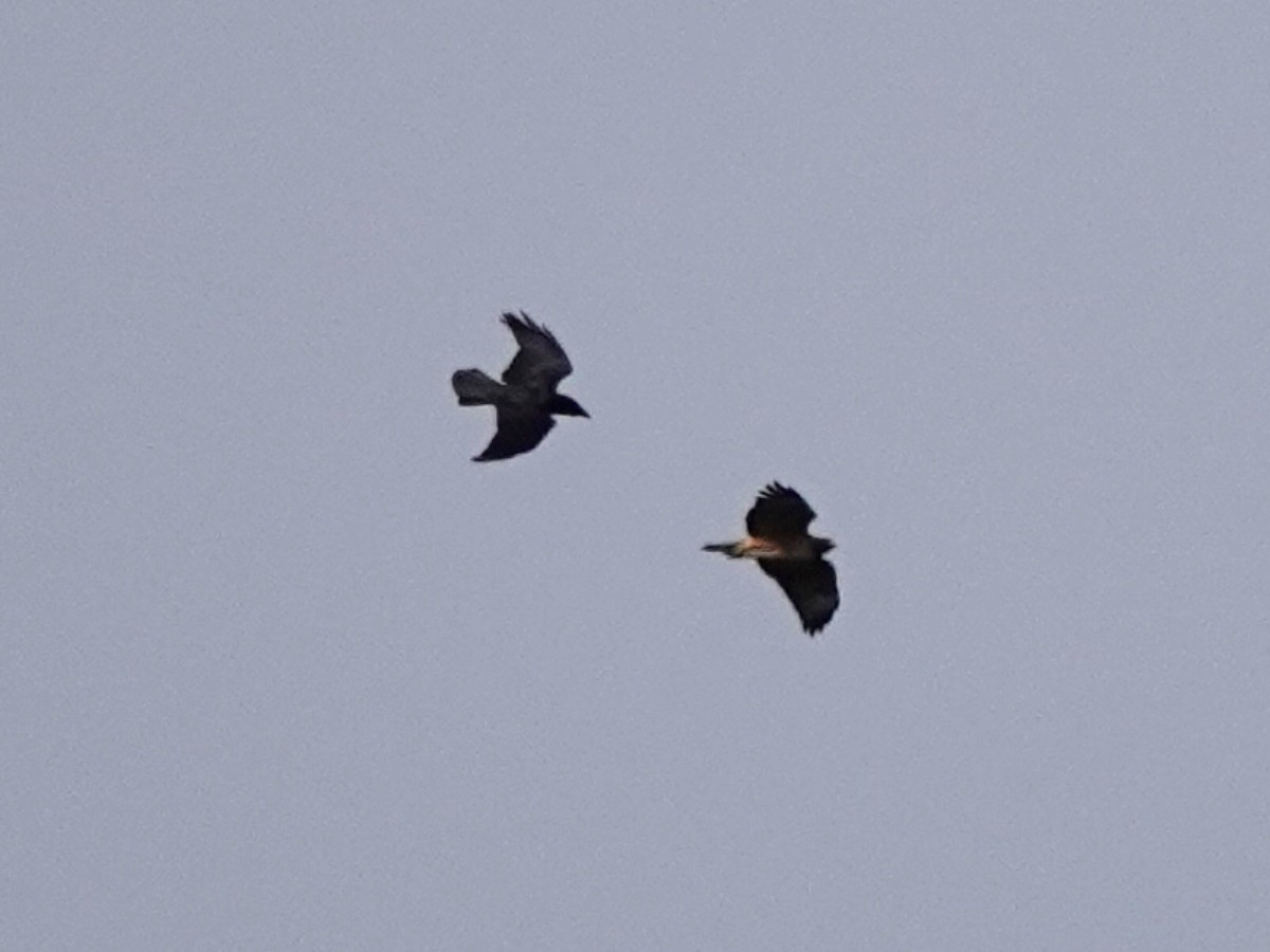 Common Raven - ML212751181