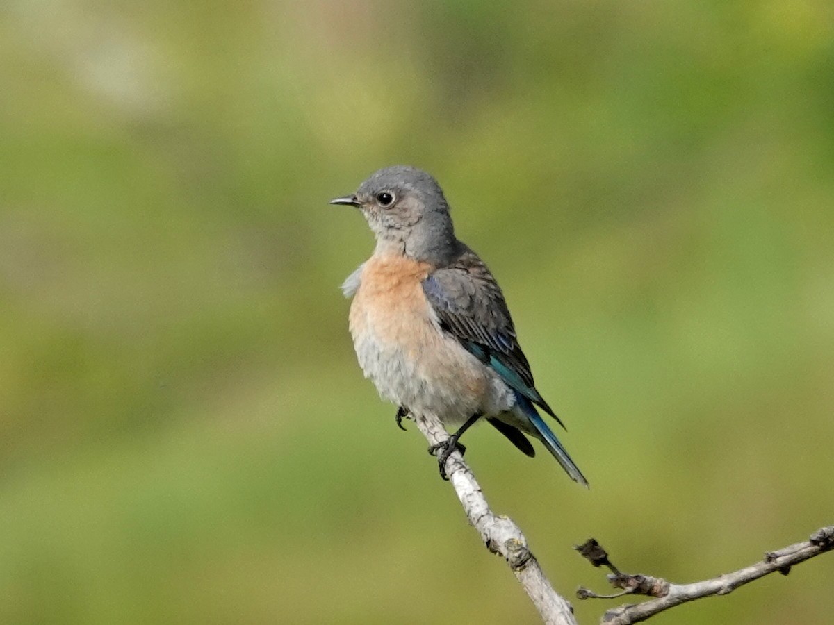 Western Bluebird - ML212751481