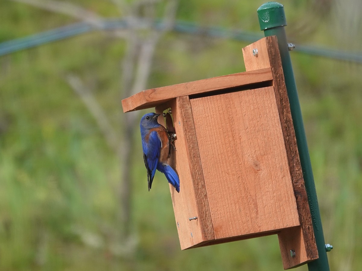 Western Bluebird - ML212751521