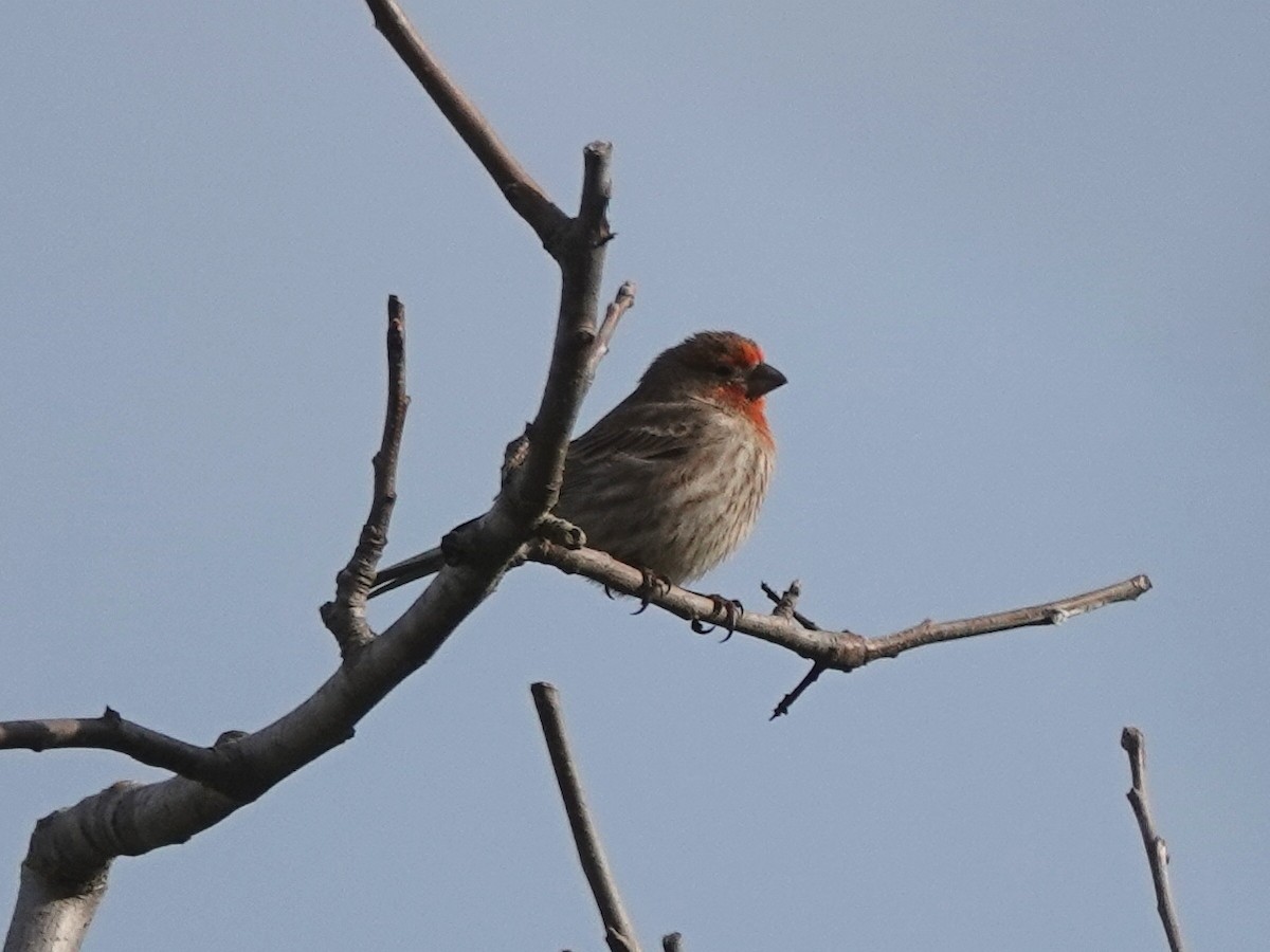 House Finch - ML212752611