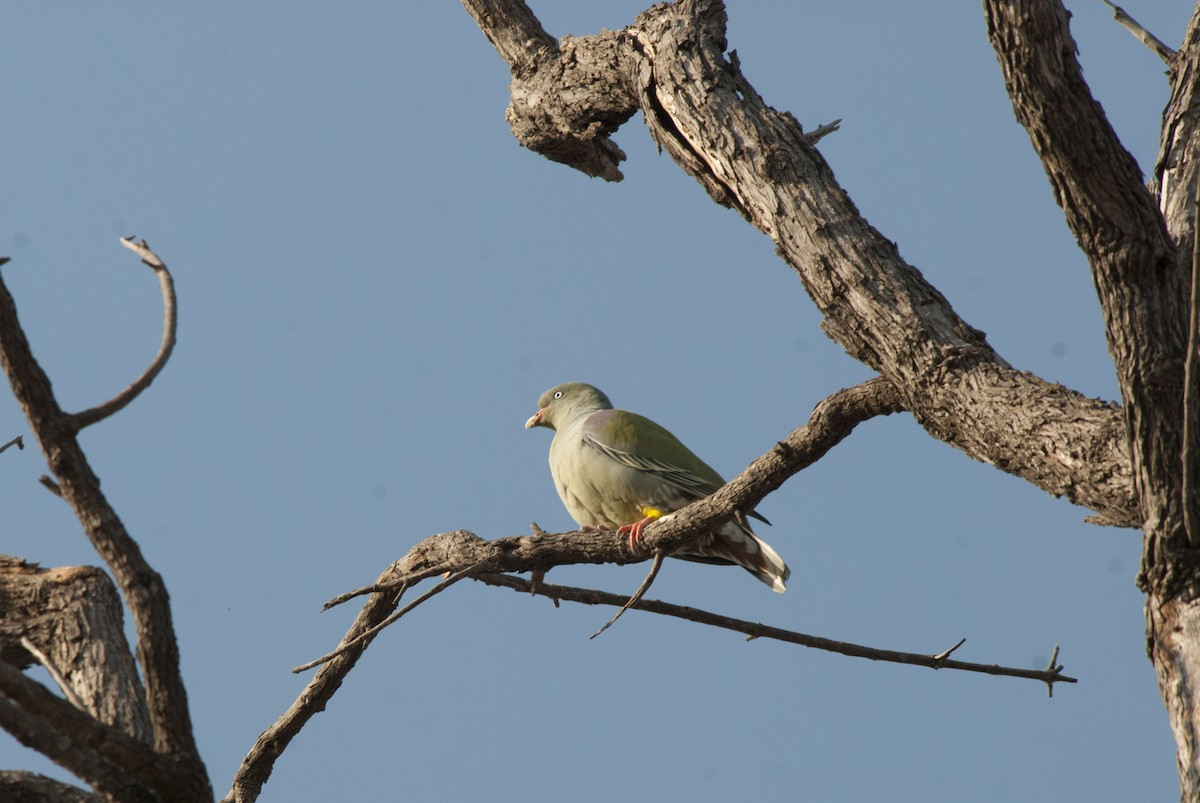 African Green-Pigeon - ML212752771