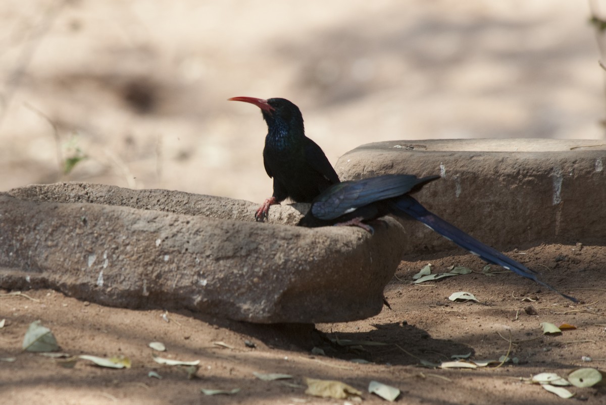 Green Woodhoopoe - ML212752841