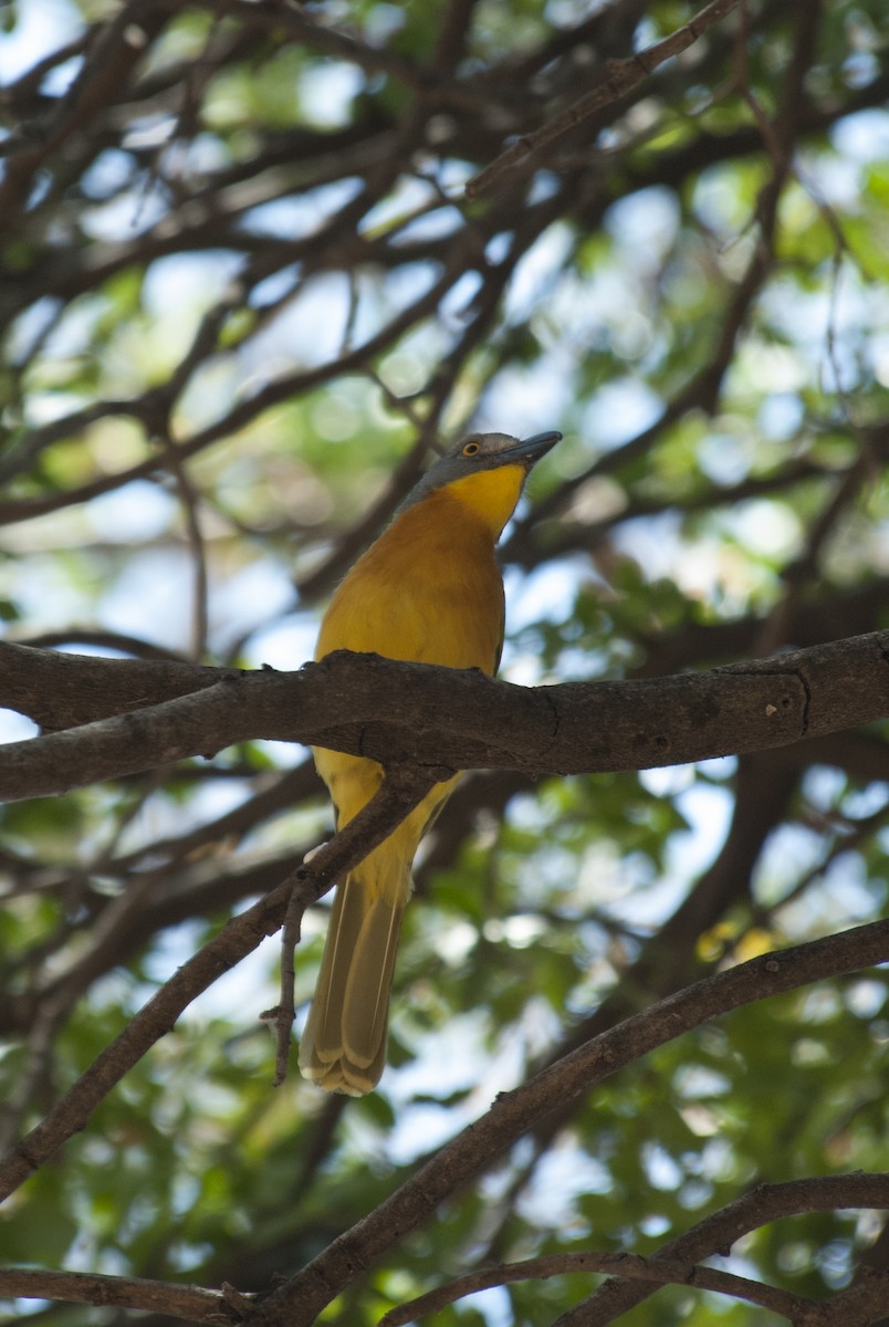 Gray-headed Bushshrike - ML212752891