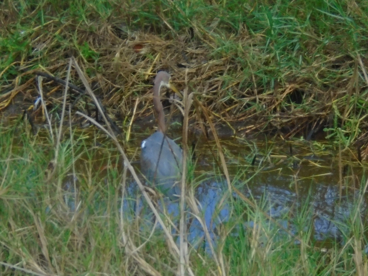 Tricolored Heron - Hector C. Cruzado