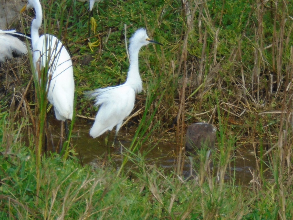 Snowy Egret - Hector C. Cruzado