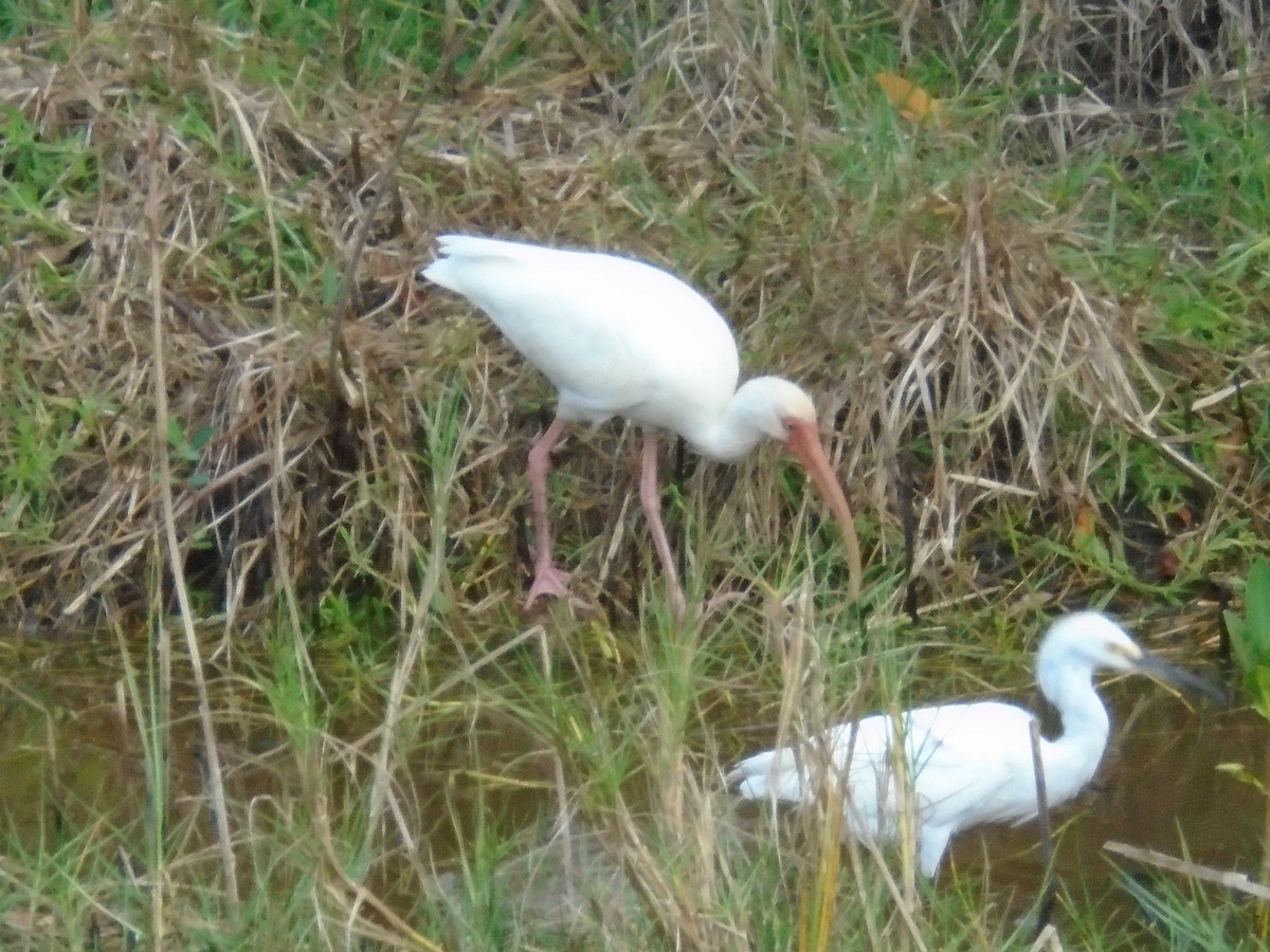 ibis bílý - ML212754251