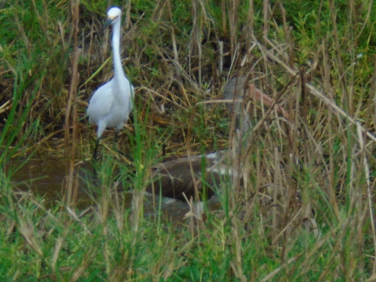 White Ibis - ML212754421