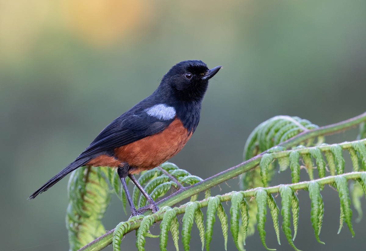 Chestnut-bellied Flowerpiercer - ML212756161
