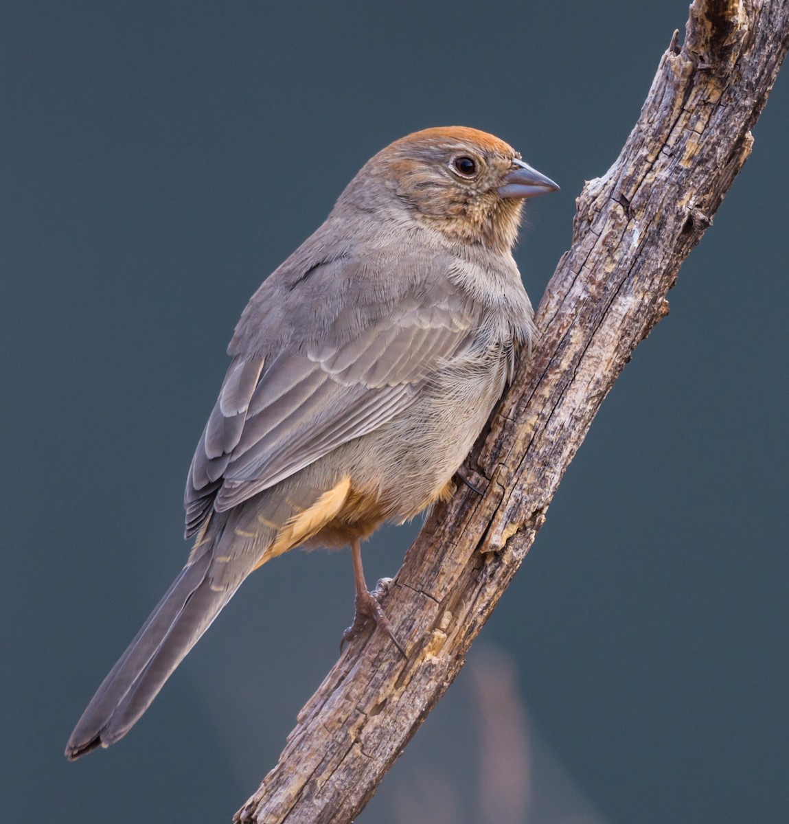 Canyon Towhee - ML212756791