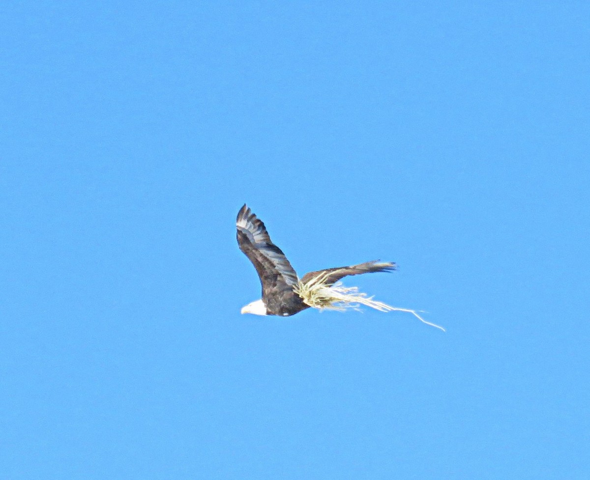 Bald Eagle - ML212757281