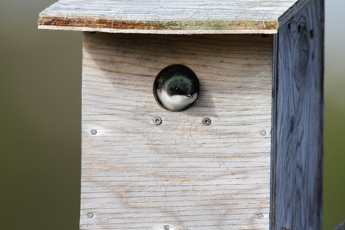 Tree Swallow - Detcheverry Joël