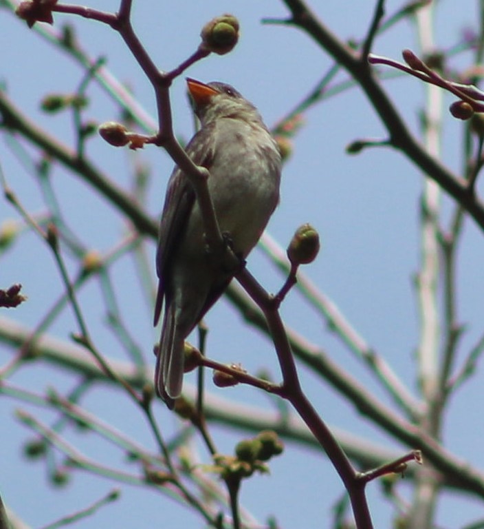 Greater Pewee - ML212760561