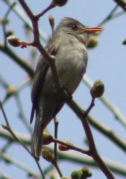 Greater Pewee - Richard Norton