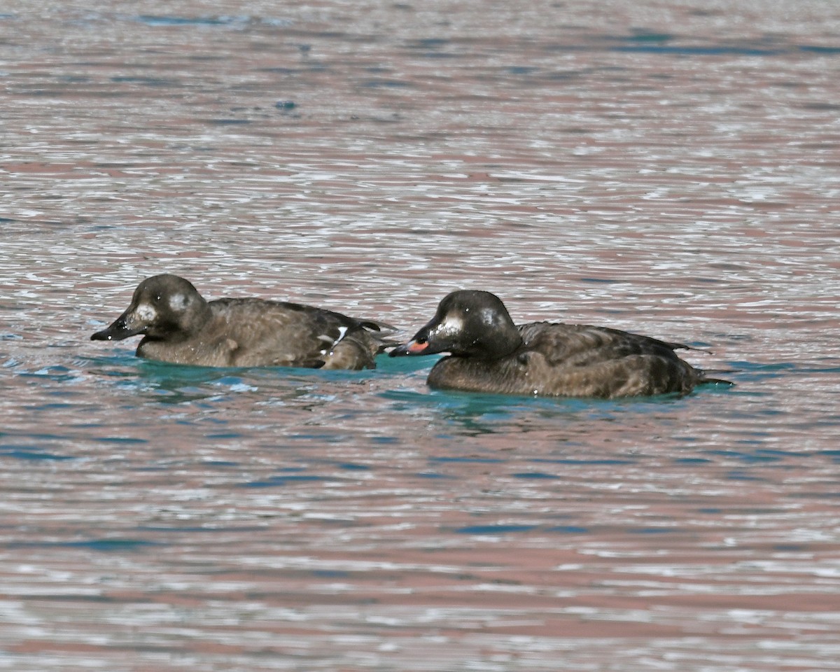 White-winged Scoter - ML212761201