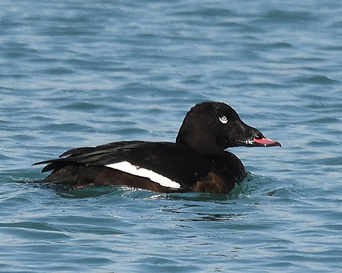 White-winged Scoter - Michael Topp