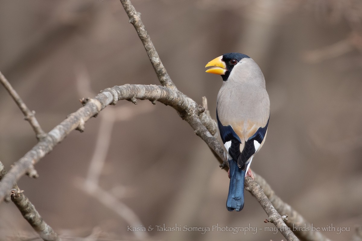 Japanese Grosbeak - ML212762081