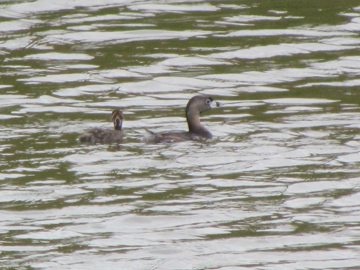 Pied-billed Grebe - Jason Moore