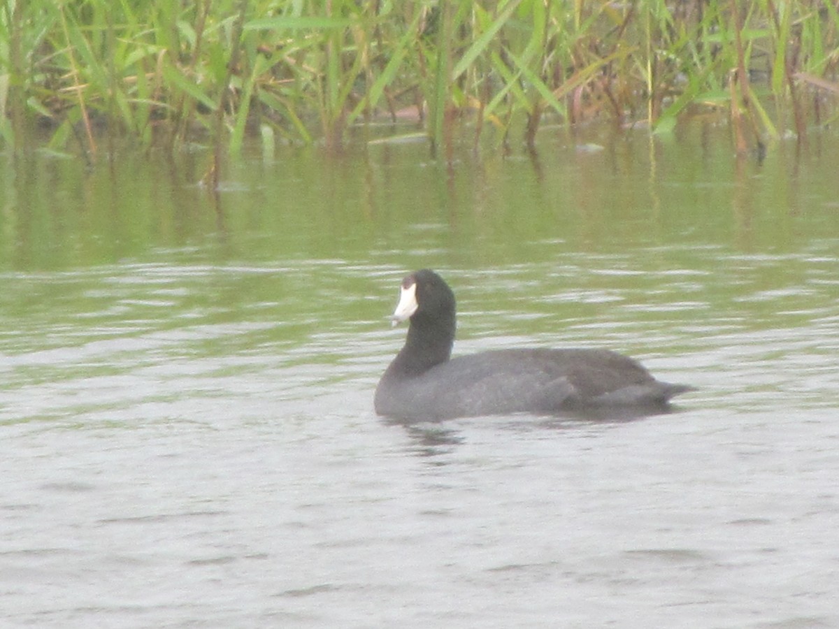 American Coot (Red-shielded) - ML212763301