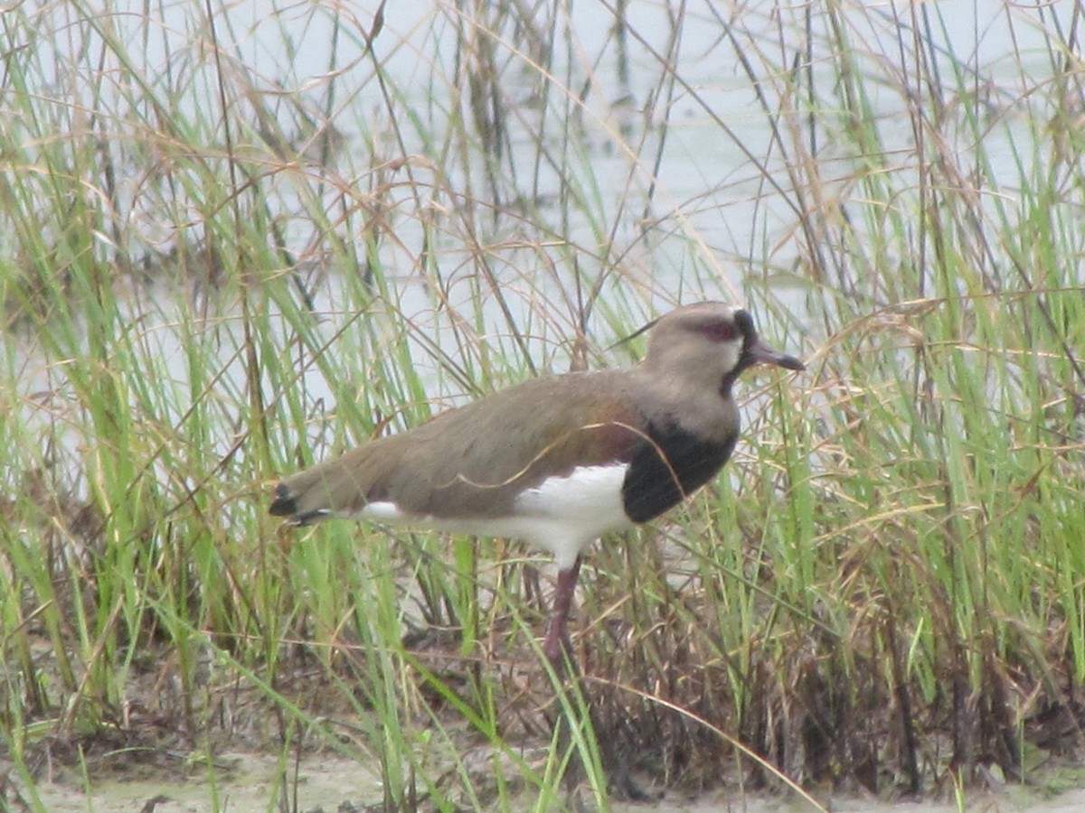 Southern Lapwing - ML212763601