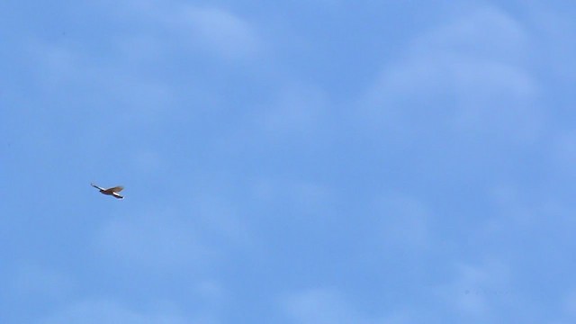 Яструб чорноголовий - ML212763881