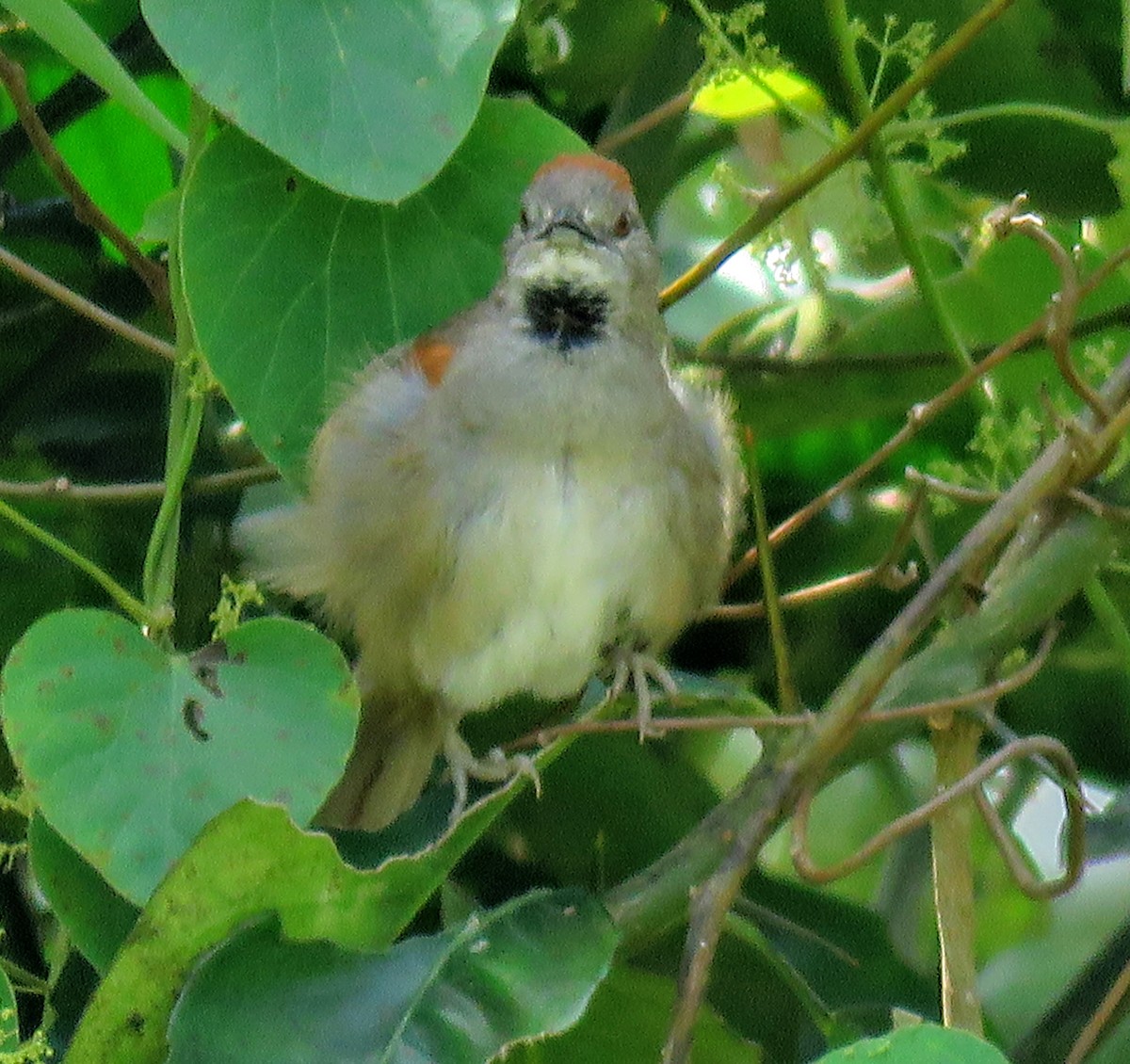 Pale-breasted Spinetail - ML212769661