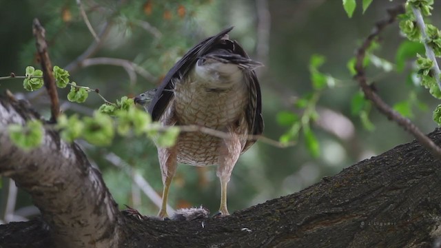 Cooper's Hawk - ML212770751