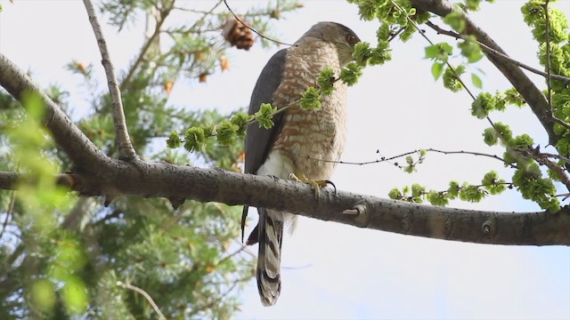 Cooper's Hawk - ML212772131