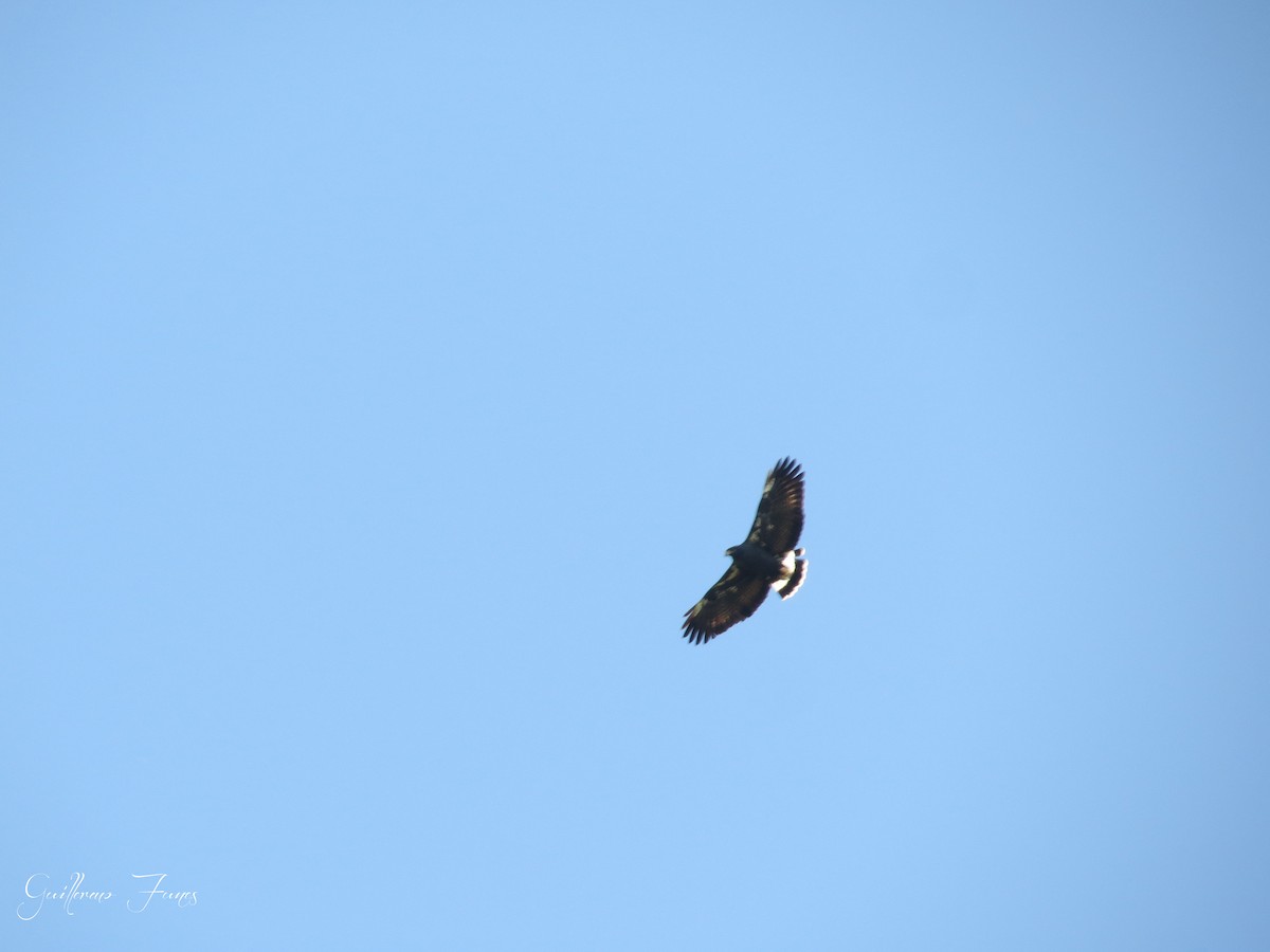 Common Black Hawk - ML21277251