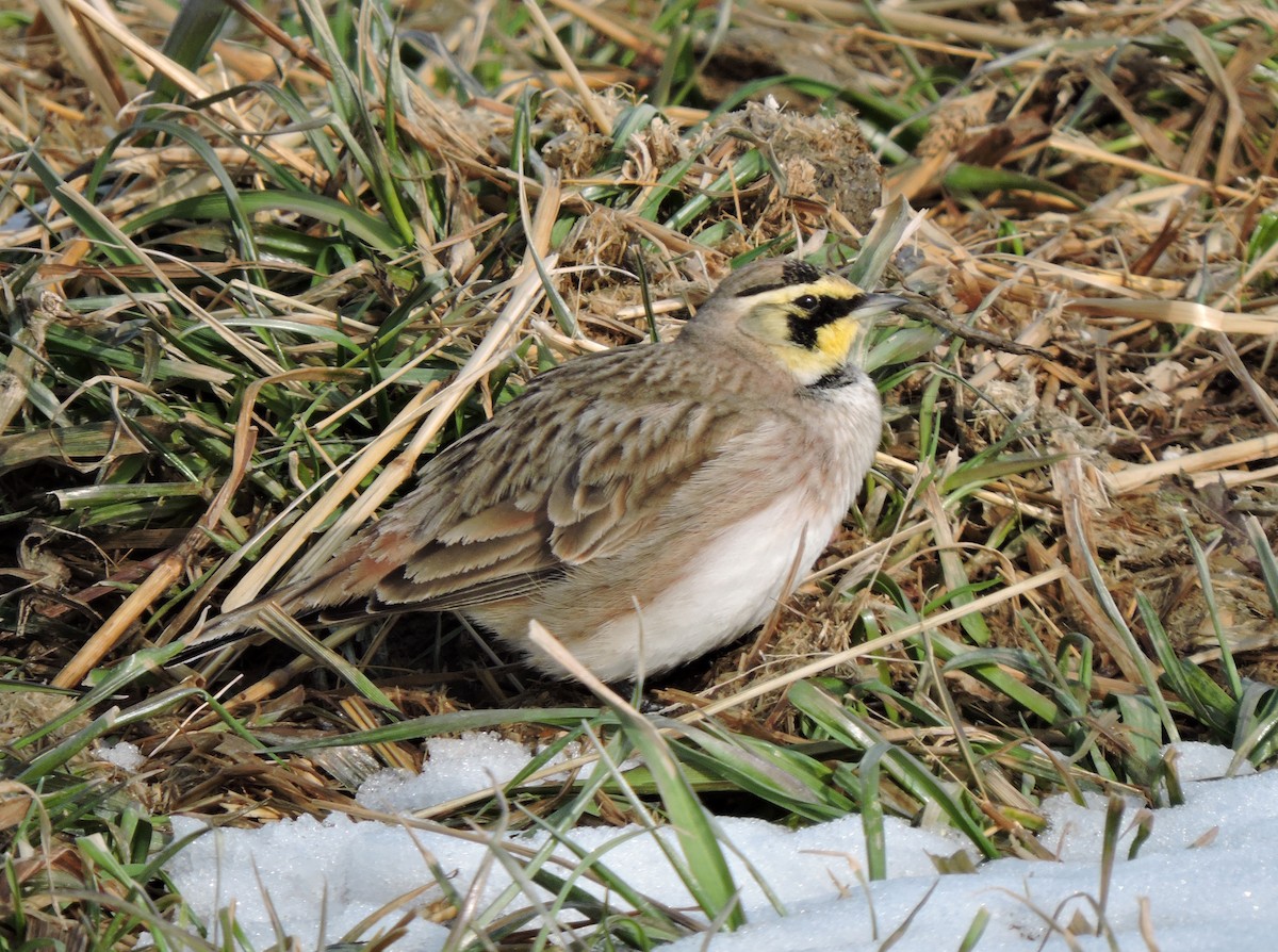 Horned Lark - Linda Gilbert