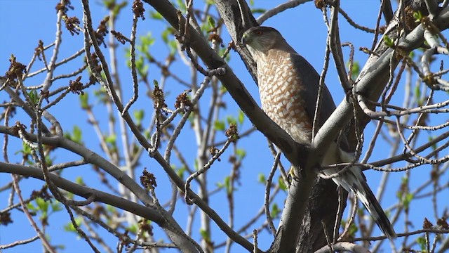 Cooper's Hawk - ML212772971