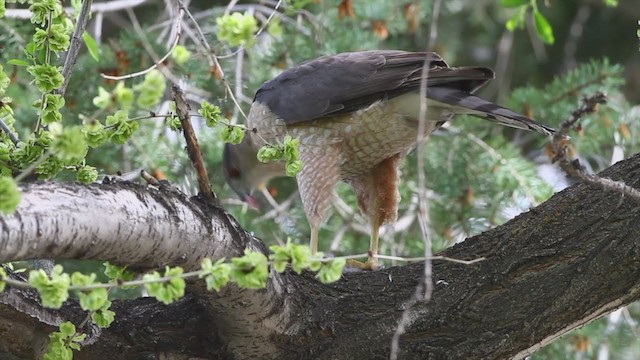 Cooper's Hawk - ML212773261