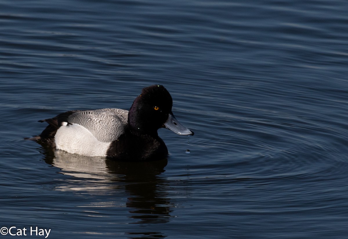 Lesser Scaup - Cathy Hay