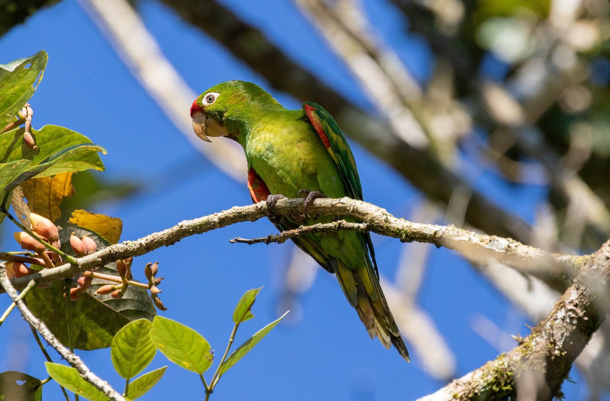 Crimson-fronted Parakeet - Michelle Martin