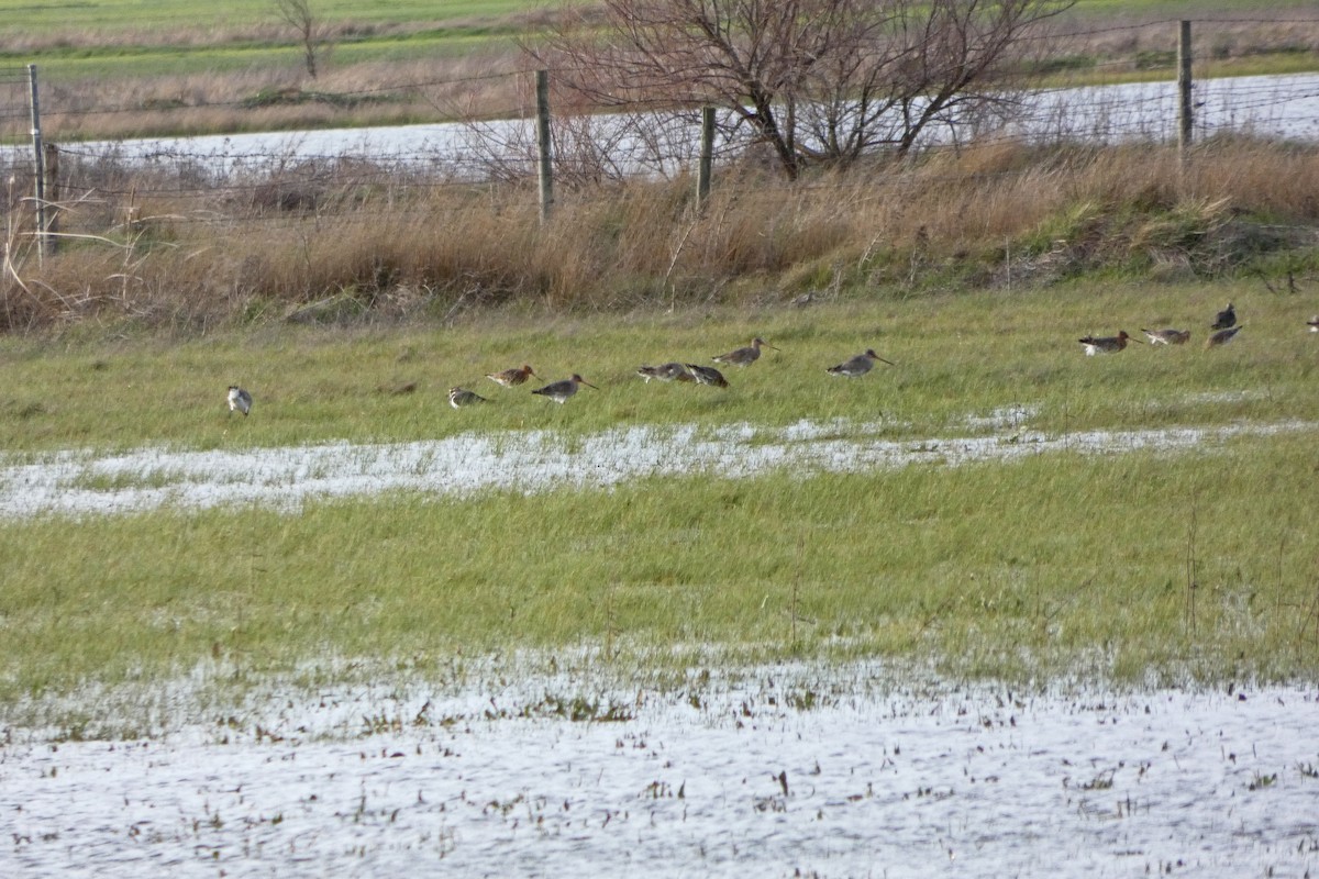 Black-tailed Godwit - ML212774561